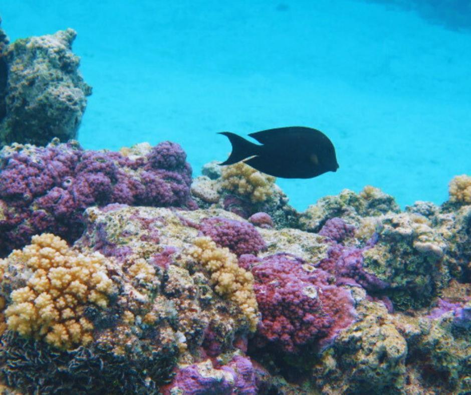 Resort Tava'E عموري المظهر الخارجي الصورة