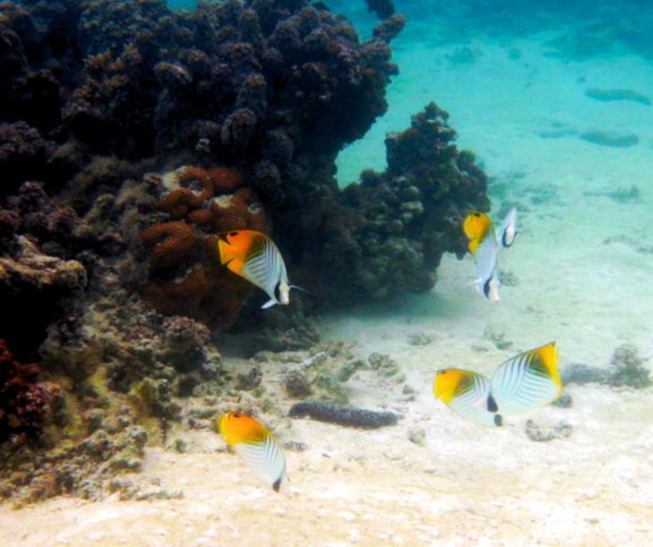 Resort Tava'E عموري المظهر الخارجي الصورة